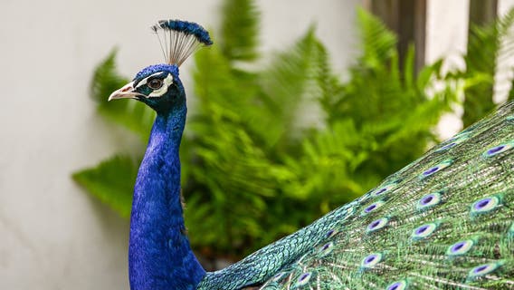 Dozens of peacocks and peahens go missing from Northern California hotel