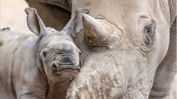 New baby rhino born at Santa Rosa’s Safari West
