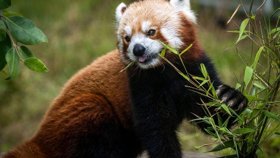 Tenzing, red panda at San Francisco Zoo, has died