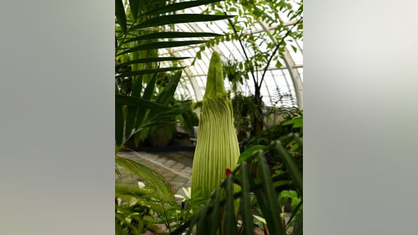 San Francisco's corpse flower is ready to bloom
