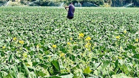 Bay Area farm workers worried ICE raids in SoCal could be a harbinger