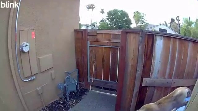 Mountain lion slinks past recycling bin near East Bay home