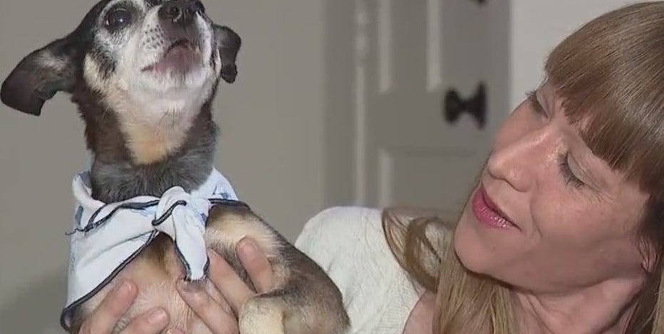 After their dog died, an Alameda family adopted 'Ziggy' – a DNA test revealed this stunning result