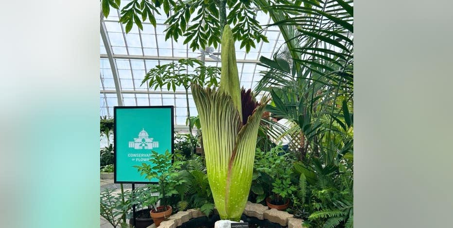 Stinky corpse flower in San Francisco is now in bloom