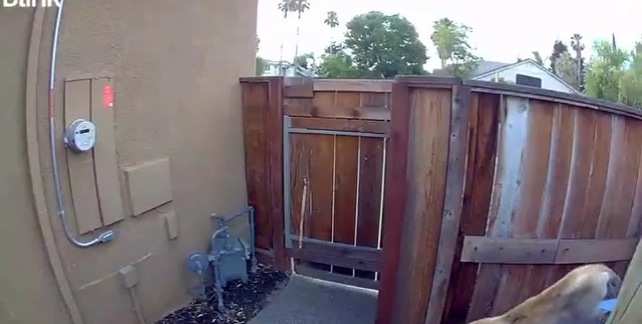 Mountain lion slinks past recycling bin near East Bay home
