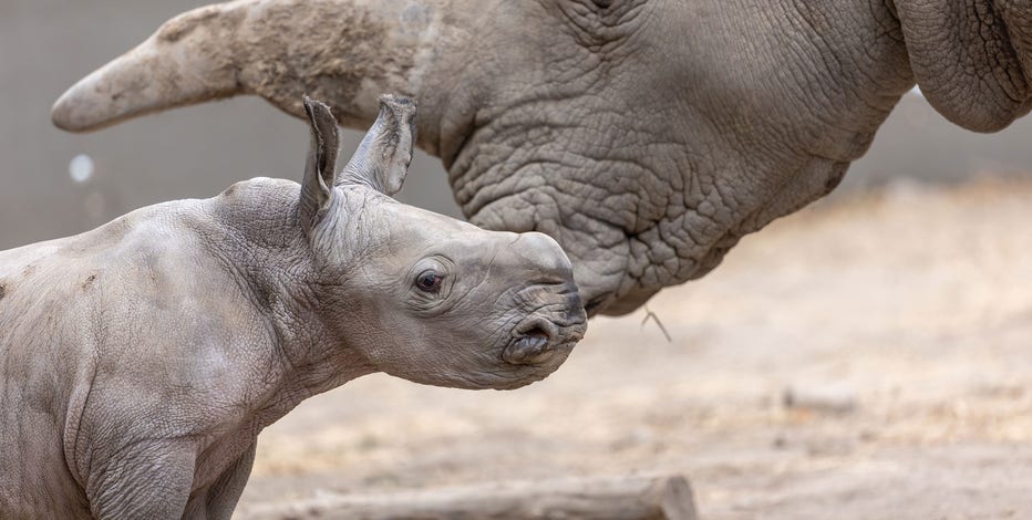ozzy-rhino-two.jpeg?ve=1&tl=1