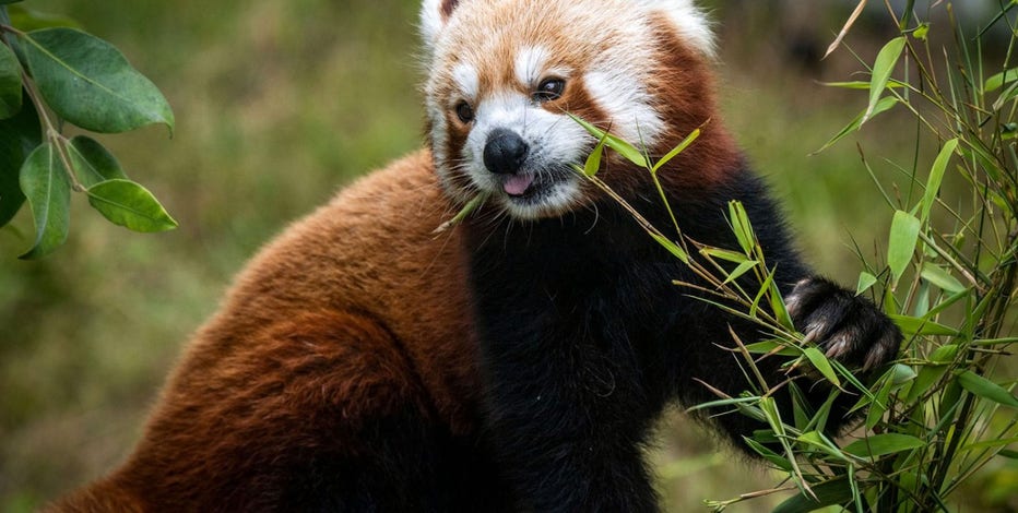Tenzing, red panda at San Francisco Zoo, has died