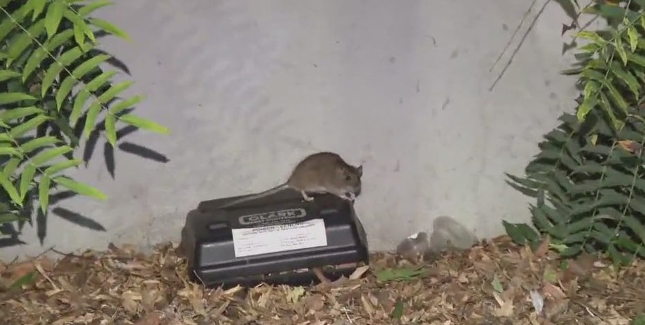 Rat infestation plagues Vallejo ferry terminal