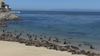 California sea lion bites 9-year-old girl