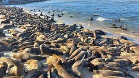 Sea lion colony shuts down popular California beach