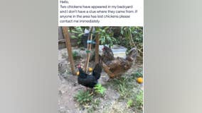 2 stolen chickens returned to San Jose farm, police still investigating