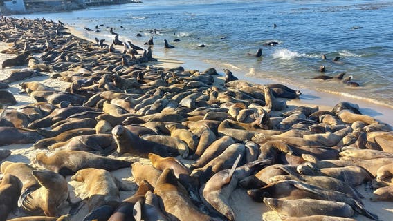 Sea lion colony shuts down popular California beach