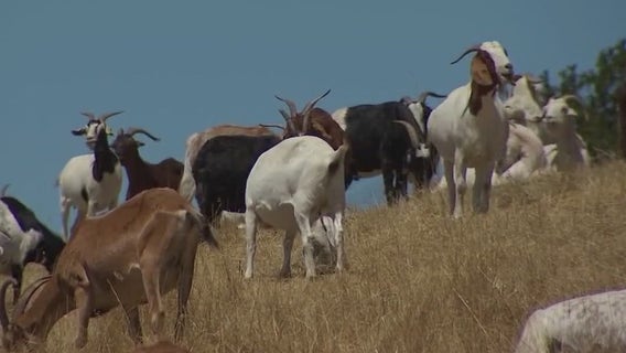 Novato's Shaded Fire Break will save homes