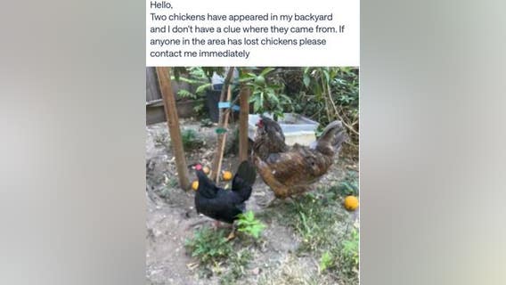 2 stolen chickens returned to San Jose farm, police still investigating