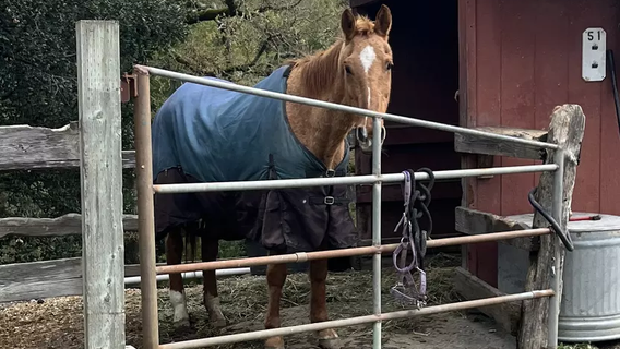 Bay Area ranch manager charged after horse dies from neglect