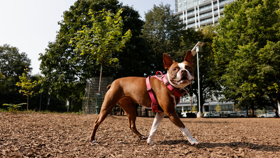 Santa Clara closes dog park after reports of illnesses, pup's death