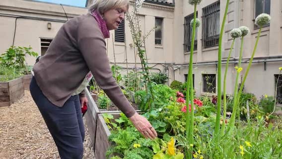 Senior gardening group in San Francisco sowing seeds, growing food and building bonds