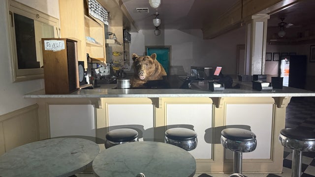 Bear caught red-handed raiding South Lake Tahoe ice cream shop