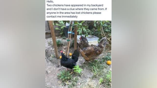 2 stolen chickens returned to San Jose farm, police still investigating