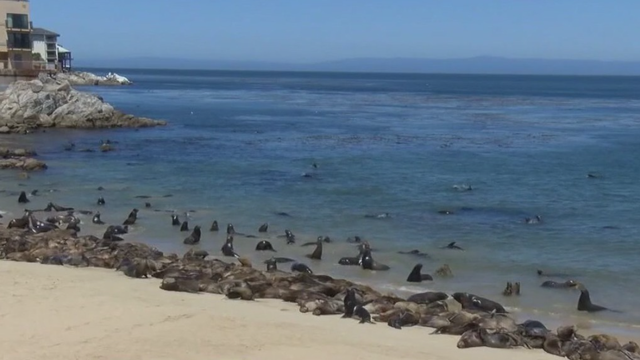 California sea lion bites 9-year-old girl