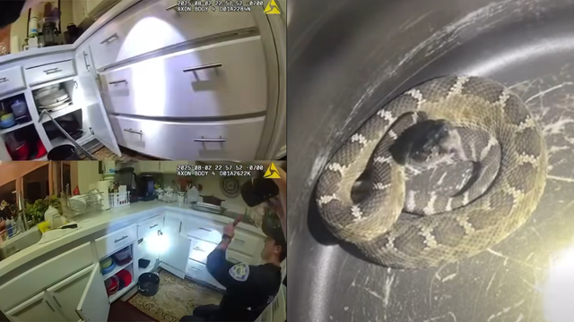 Watch: Police find rattlesnake in kitchen of Walnut Creek home