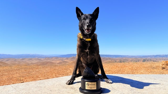 After losing tooth in bullfight, Livermore dog honored with unusual award