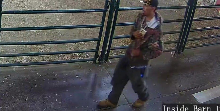 Baby turkey theft from San Jose farm caught on camera