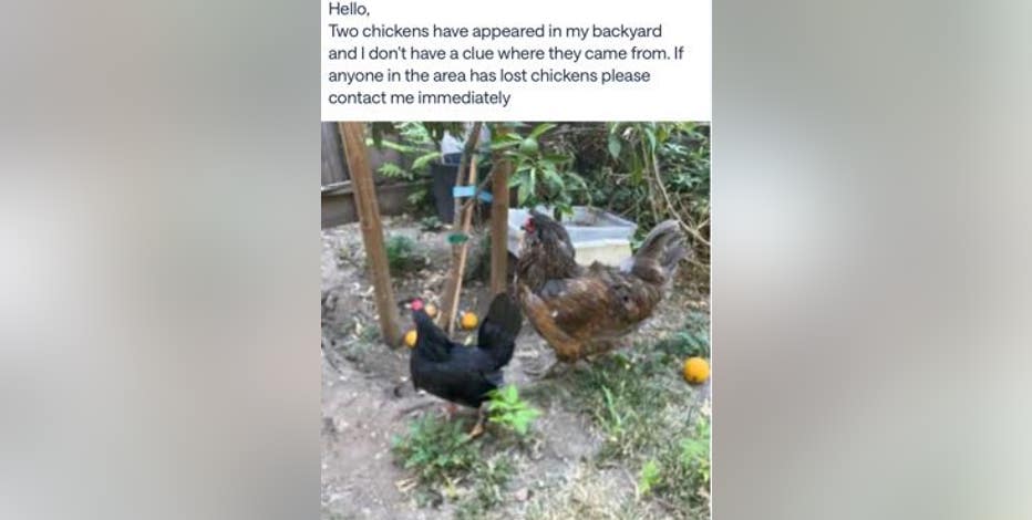 2 stolen chickens returned to San Jose farm, police still investigating