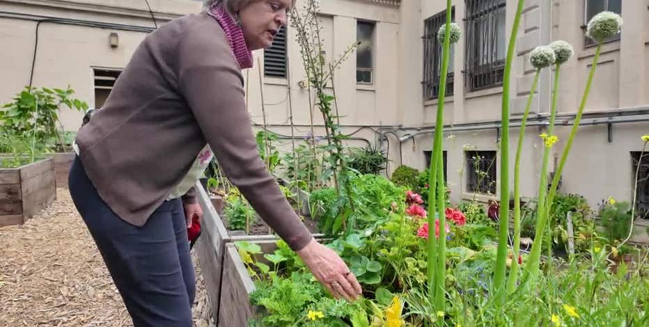 Senior gardening group in San Francisco sowing seeds, growing food and building bonds