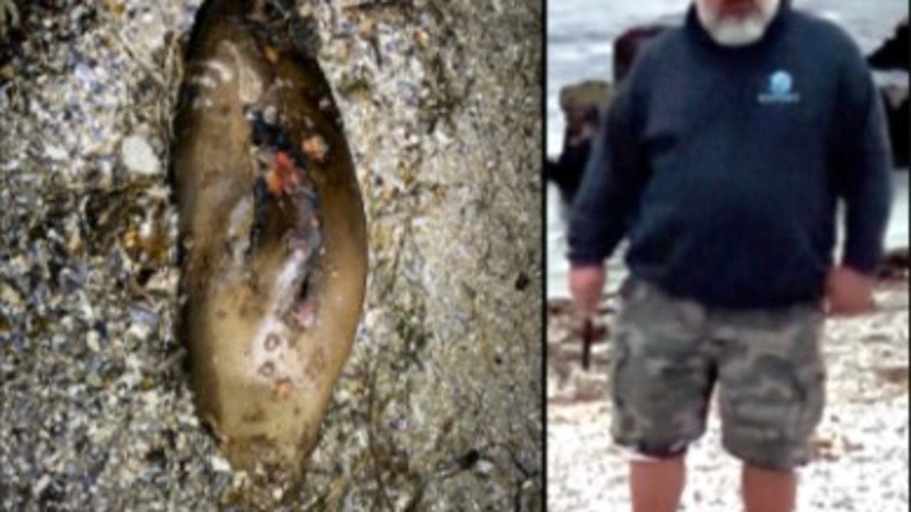 NOAA Offers $20K Reward After California Sea Lion Decapitation
