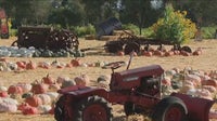 Forget pumpkin spice! The North Bay has the real deal with these pumpkin patches