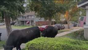 Escaped bulls make their way onto KTVU's Roberta Gonzales' East Bay front yard