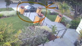 Berkeley BMW driver arrested in chaotic takedown: court docs