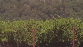 Vintner's choice: Rip up the vineyard or let grapes die on the vine?