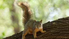 Squirrel attacks send two people to the hospital in a Bay Area neighborhood