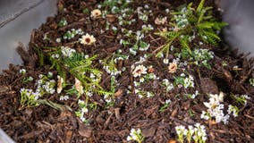 NJ legalizes human composting, joining California in allowing remains to become soil