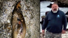 Decapitated California sea lion: $20K reward issued