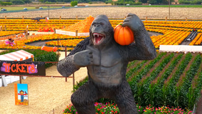 This 'viral' Bay Area pumpkin patch theme park is rooted in community