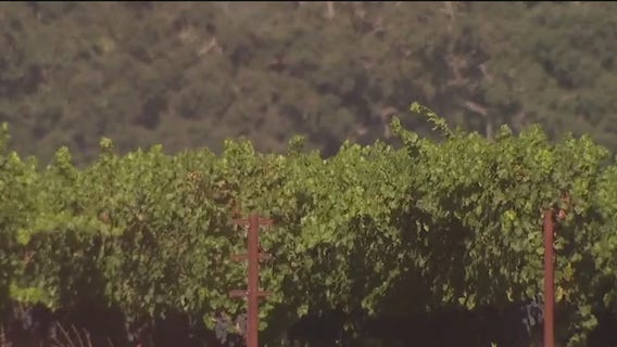 Vintner's choice: Rip up the vineyard or let grapes die on the vine?