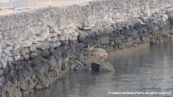 Why are coyotes swimming to Angel Island?
