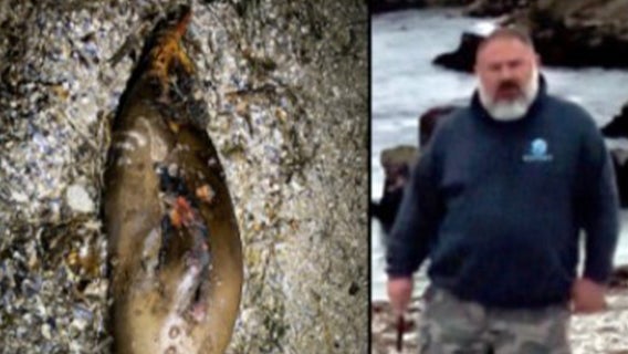 Decapitated California sea lion: $20K reward issued