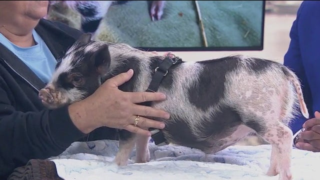 Checkers the pig in search of forever home: Bay Area SPCA