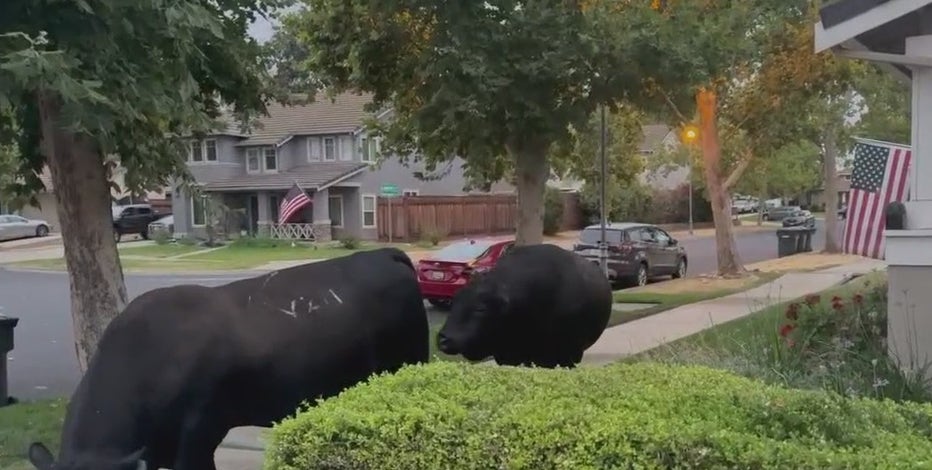 Escaped bulls make their way onto KTVU's Roberta Gonzales' East Bay front yard