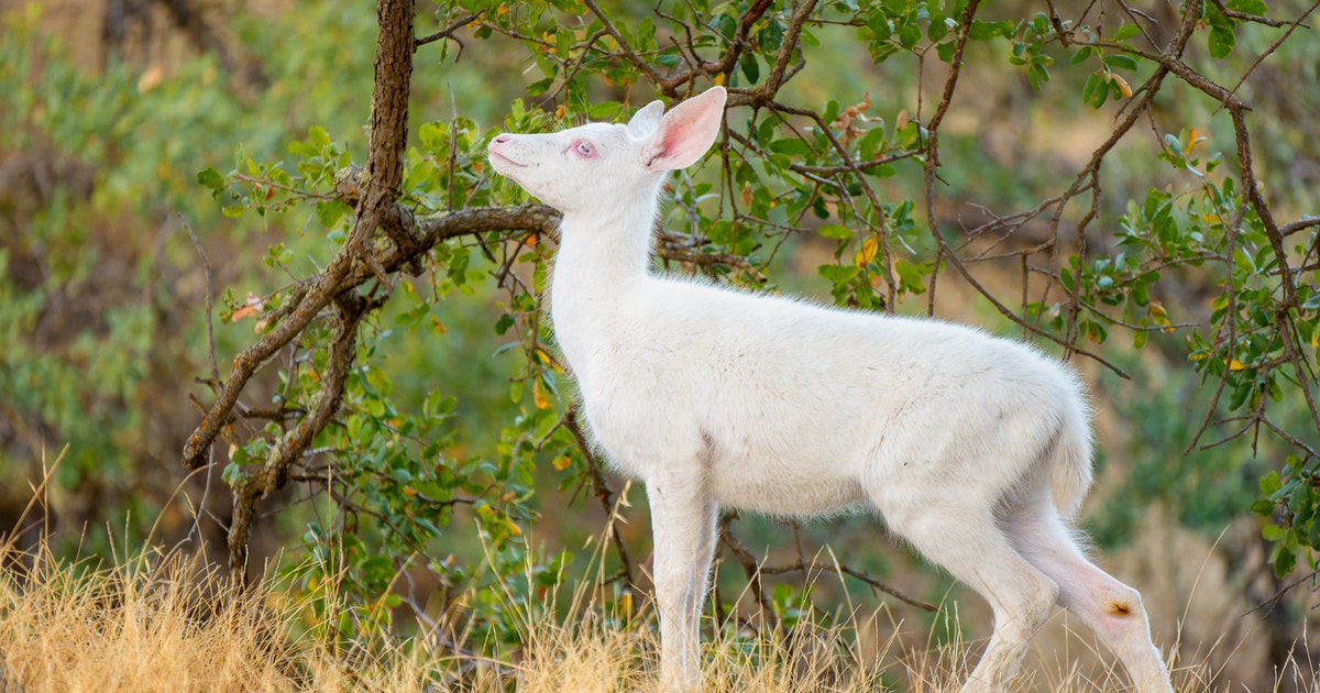 Photographer captures stunning, rare creature in the Bay Area