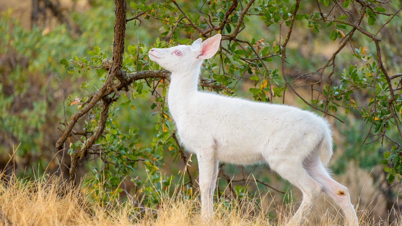 Photographer captures stunning, rare creature in the Bay Area