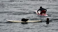 Aggressive sea otter is hijacking surfboards in Santa Cruz