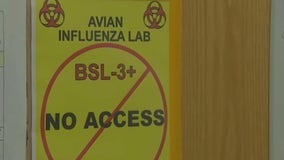 Bird flu causes Sonoma County farm to euthanize 57,000 ducks