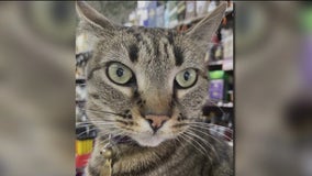 SF bodega cat struck and killed by Waymo, store owner says