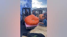 Half Moon Bay's world champion pumpkin weighs in at 2,346 pounds