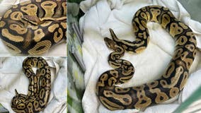 Python found at this In-N-Out location in California